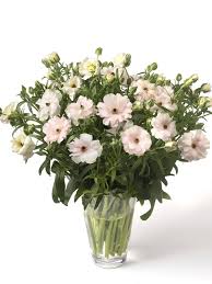 Attēlu rezultāti vaicājumam “Ranunculus brunnescens”