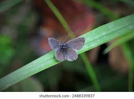 Attēlu rezultāti vaicājumam “Cupido minimus female”