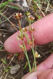 Attēlu rezultāti vaicājumam “Juncus capitatus”