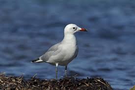Image result for Larus audouinii