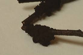 Attēlu rezultāti vaicājumam “Symphytocarpus impexus”