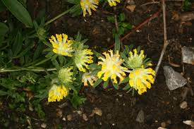 Attēlu rezultāti vaicājumam “Anthyllis arenaria”