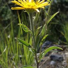 Image result for Buphthalmum salicifolium