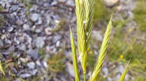 Attēlu rezultāti vaicājumam “Brachypodium pinnatum”