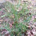 Attēlu rezultāti vaicājumam “Poa nemoralis fruit”