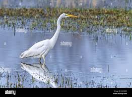 Attēlu rezultāti vaicājumam “Egretta alba adult”