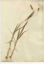 Attēlu rezultāti vaicājumam “Setaria glauca”