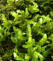 Attēlu rezultāti vaicājumam “Neckera”