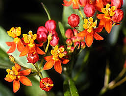 Attēlu rezultāti vaicājumam “Asclepiadaceae”