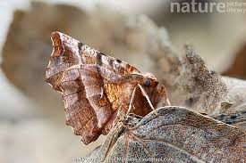 Attēlu rezultāti vaicājumam “Selenia dentaria”