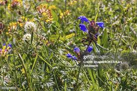 Attēlu rezultāti vaicājumam “Dracocephalum ruyschiana fruit”