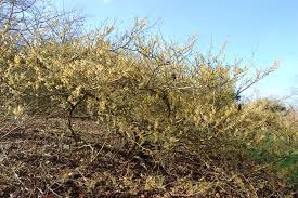 Attēlu rezultāti vaicājumam “Hamamelis japonica”