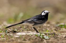 Image result for Motacilla alba