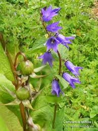 Attēlu rezultāti vaicājumam “Campanula latifolia fruit”
