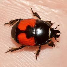 Attēlu rezultāti vaicājumam “Histeridae”