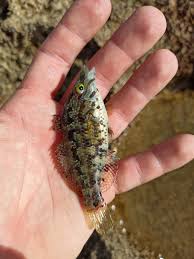 Image result for Symphodus bailloni