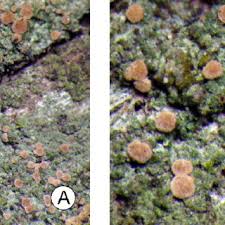 Attēlu rezultāti vaicājumam “Fellhanera subtilis”