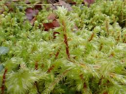 Attēlu rezultāti vaicājumam “Rhytidiadelphus triquetrus”