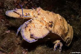 Image result for Scyllarides latus