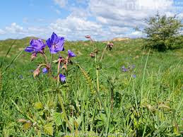 Image result for Geranium pratense