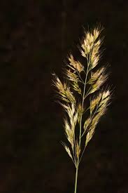 Attēlu rezultāti vaicājumam “Trisetum flavescens”