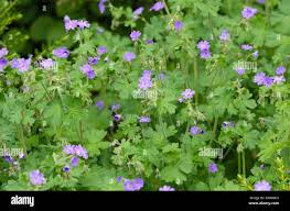 Attēlu rezultāti vaicājumam “Geranium pyrenaicum leaf”