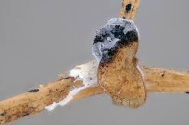 Attēlu rezultāti vaicājumam “Diderma subincarnatum sessile”