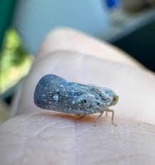 Attēlu rezultāti vaicājumam “Planaphrodes sp.”