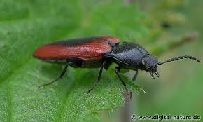 Attēlu rezultāti vaicājumam “Ampedus sanguinolentus”