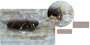 Attēlu rezultāti vaicājumam “Hylastes sp.”