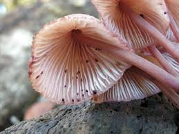 Attēlu rezultāti vaicājumam “Mycena haematopus”