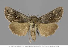 Attēlu rezultāti vaicājumam “Syngrapha interrogationis”