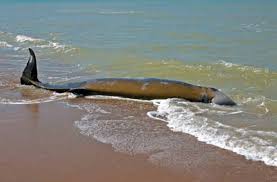 Image result for Ziphius cavirostris