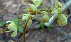 Attēlu rezultāti vaicājumam “Pyrola minor fruit”