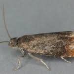 Attēlu rezultāti vaicājumam “Pammene rhediella”