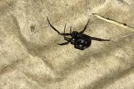 Attēlu rezultāti vaicājumam “Steatoda grossa”