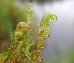 Attēlu rezultāti vaicājumam “Serpoleskea subtilis”