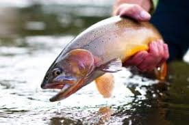 Image result for Salvelinus alpinus taranetzi