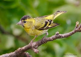 Attēlu rezultāti vaicājumam “Carduelis spinus female”