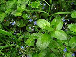 Attēlu rezultāti vaicājumam “Veronica beccabunga bud”