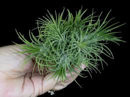 Image result for tillandsia umbellata