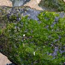 Attēlu rezultāti vaicājumam “Enteromorpha sp.”