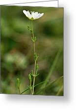 Attēlu rezultāti vaicājumam “Sagina nodosa flower”