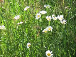 Image result for Leucanthemum vulgare