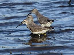 Image result for Calidris himantopus