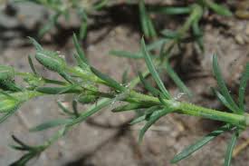 Attēlu rezultāti vaicājumam “Spergularia rubra leaf”