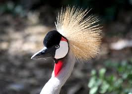 Attēlu rezultāti vaicājumam “Gruiformes”