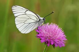 Attēlu rezultāti vaicājumam “Aporia crataegi male”