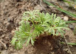 Attēlu rezultāti vaicājumam “Consolida regalis leaf”
