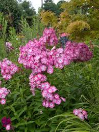 Image result for Phlox (großblumig)